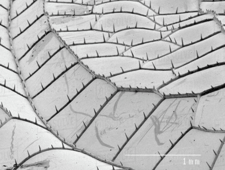 Screen Shot 2018-07-04 at 3.11.36 PM